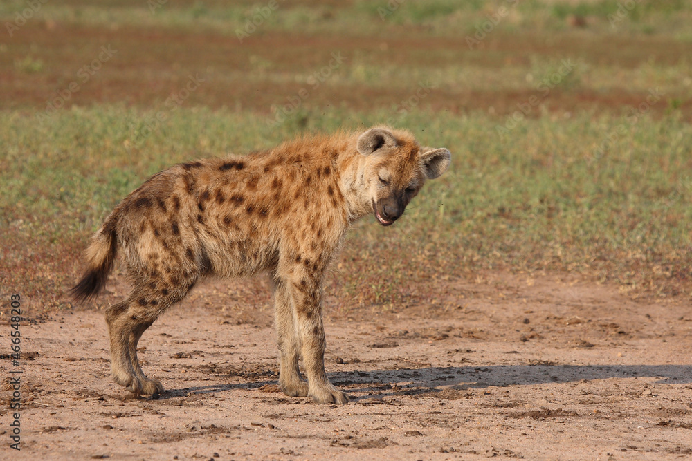 Tüpfelhyäne / Spotted hyaena / Crocuta crocuta.. Tüpfelhyäne / Spotted hyaena / Crocuta crocuta..