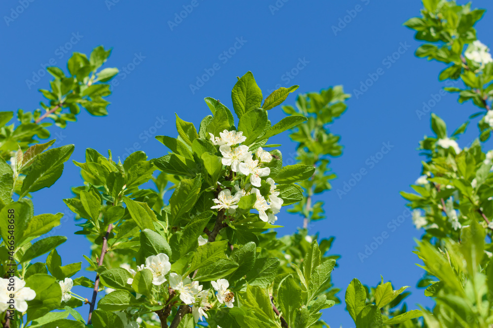 White flowers and green leaves of apple tree on background of blue spring sky
