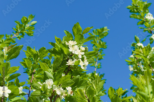 Obraz na płótnie White flowers and green leaves of apple tree on background of blue spring sky w salonie