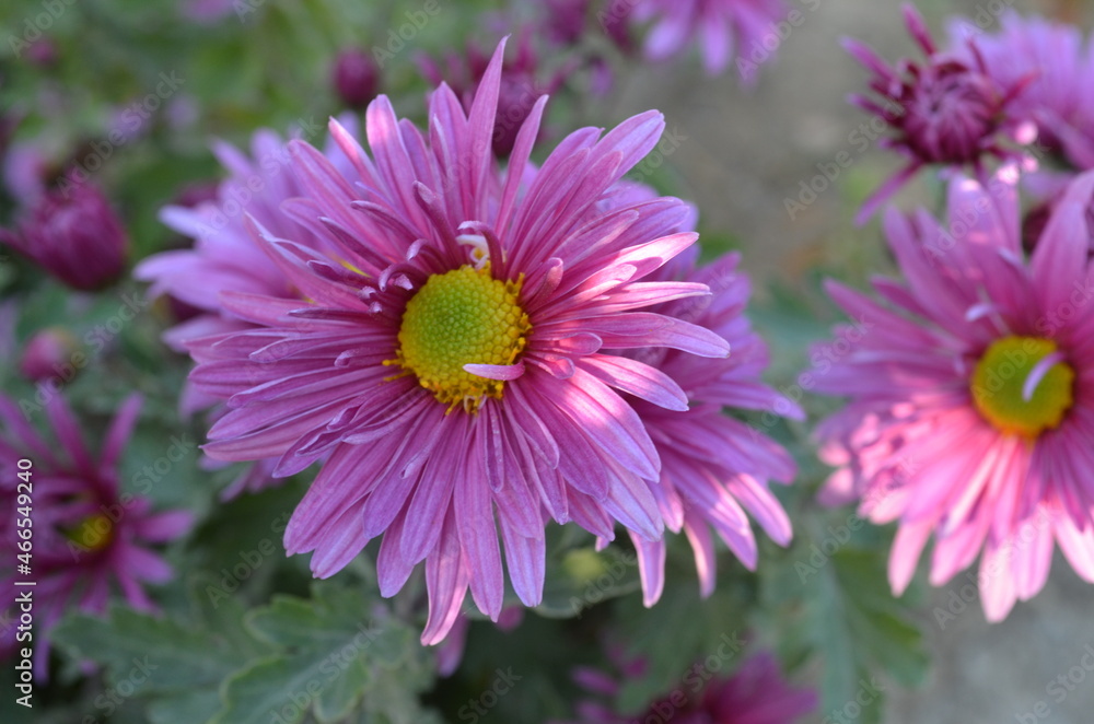 Fototapeta premium Chrysanthemum garden pink. 