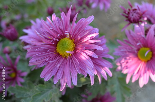 Chrysanthemum garden pink. 