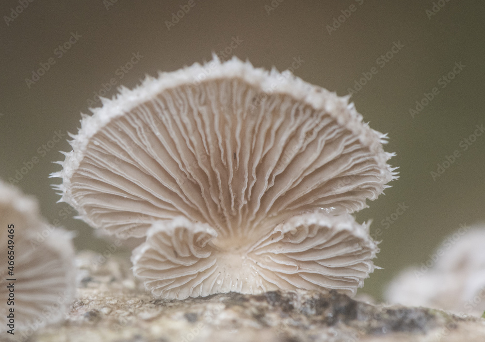 Schizophyllum commune Common split gill lovely light brown orange mushroom, scalloped with white at the edges, growing on dead branches Schizophyllum commune Common split gill lovely light brown orange mushroom, scalloped with white at the edges, growing on dead branches