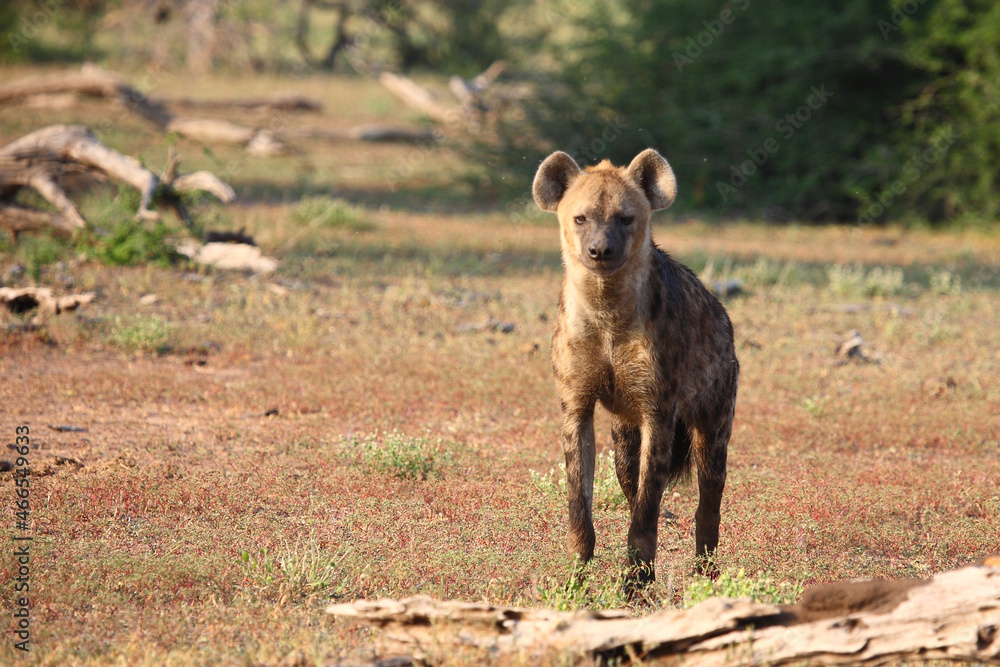Fototapeta premium Tüpfelhyäne / Spotted hyaena / Crocuta crocuta..