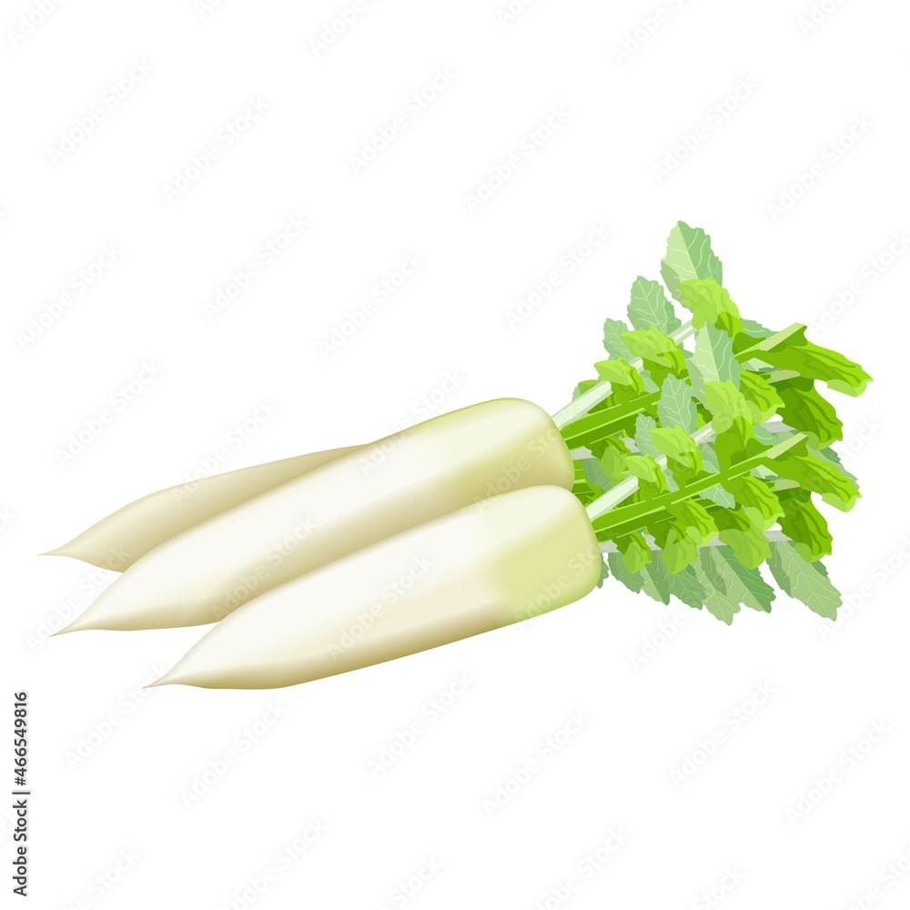 Daikon, Japanese Radon, White Chinese Radish, mooli, Sweet Radish