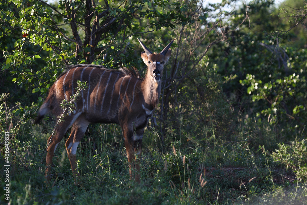 Nyala / Nyala / Tragelaphus angasii.. Nyala / Nyala / Tragelaphus angasii..