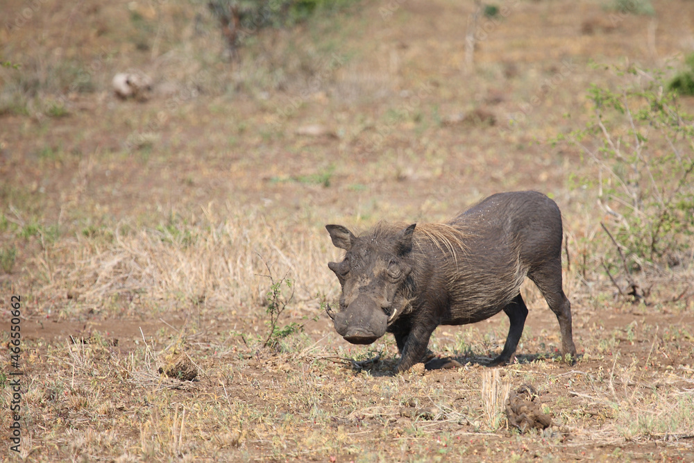 Warzenschwein / Warthog / Phacochoerus africanus Warzenschwein / Warthog / Phacochoerus africanus