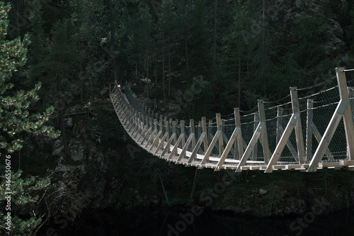 bridge in the forest
