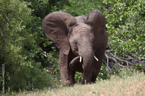 Afrikanischer Elefant / African elephant / Loxodonta africana