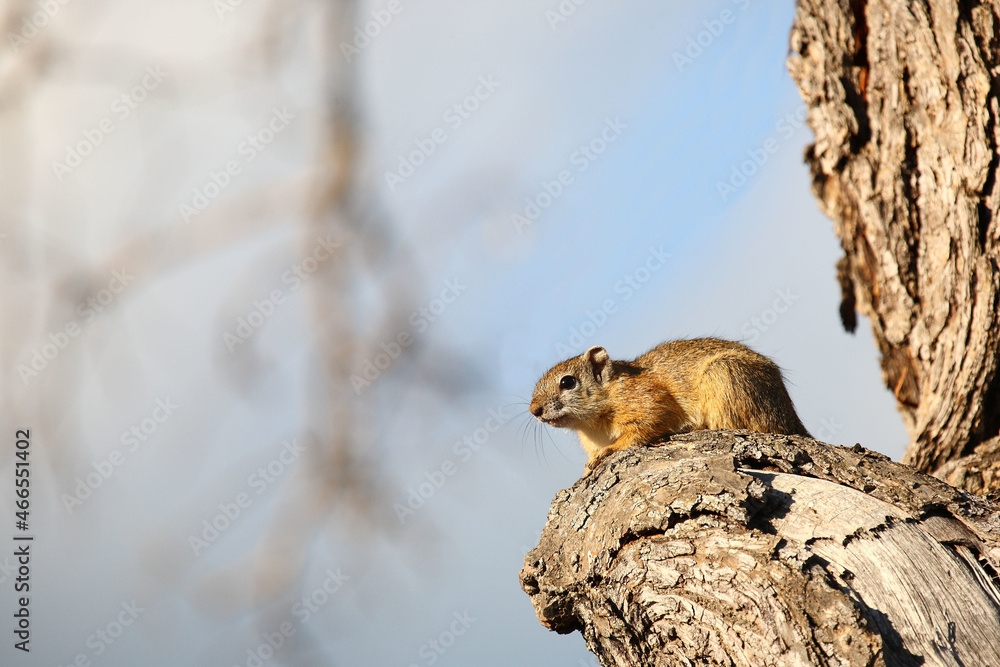 Ockerfußbuschhörnchen / Tree squirrel / Paraxerus Cepapi Ockerfußbuschhörnchen / Tree squirrel / Paraxerus Cepapi