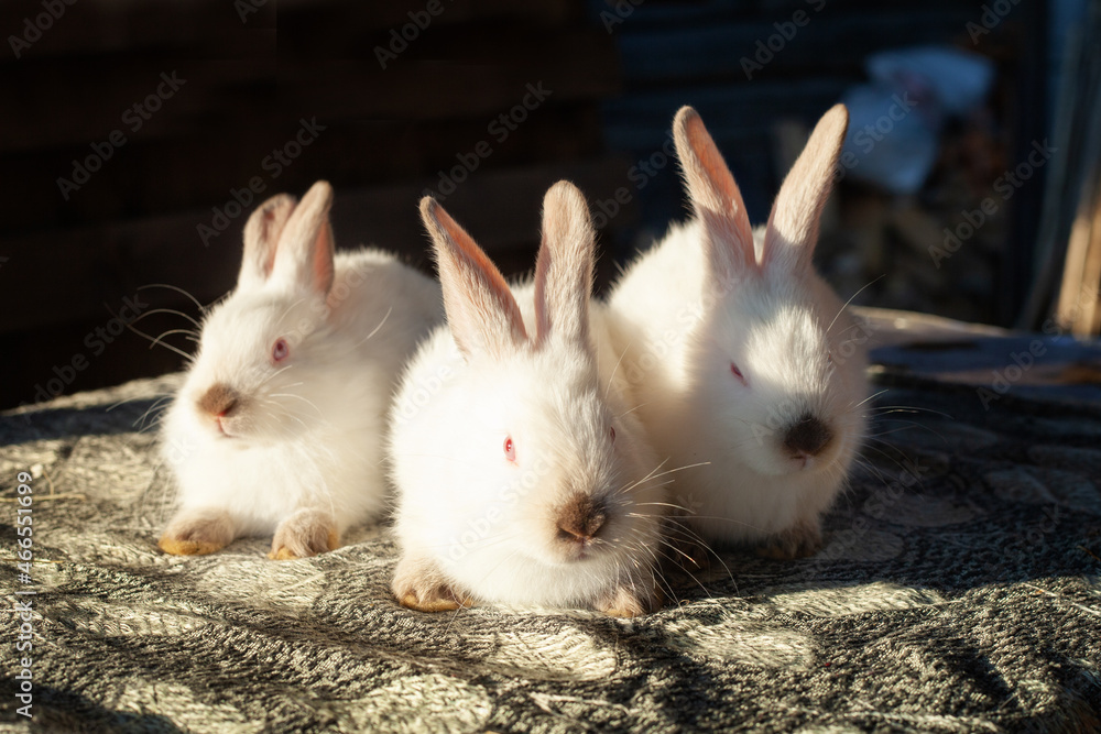 Three white teenage rabbits lie on the table. They have red eyes Three white teenage rabbits lie on the table. They have red eyes