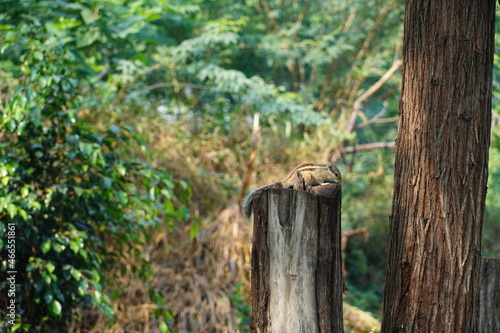 squirrel image on tree wide shot image