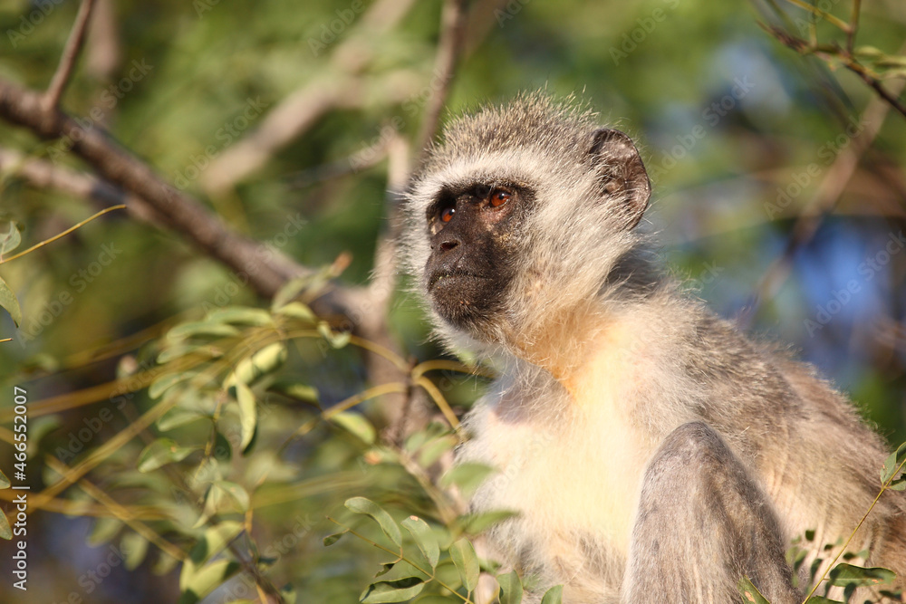 Obraz premium Grüne Meerkatze / Vervet monkey / Cercopithecus aethiops .