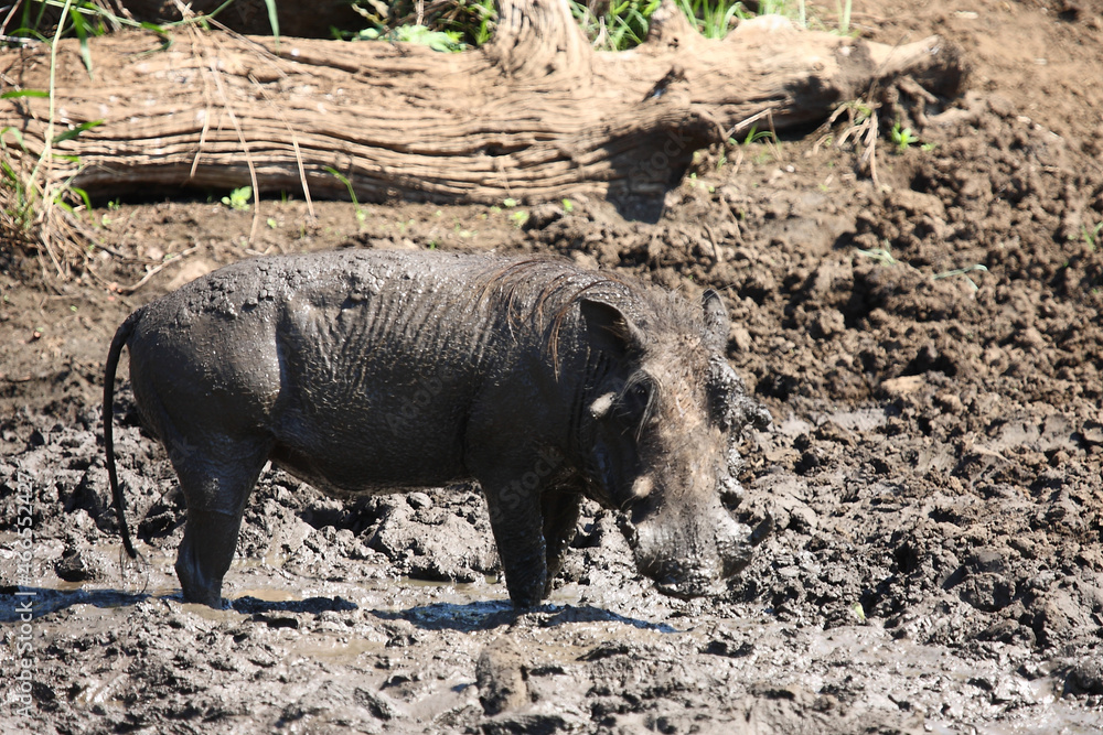 Warzenschwein / Warthog / Phacochoerus africanus Warzenschwein / Warthog / Phacochoerus africanus