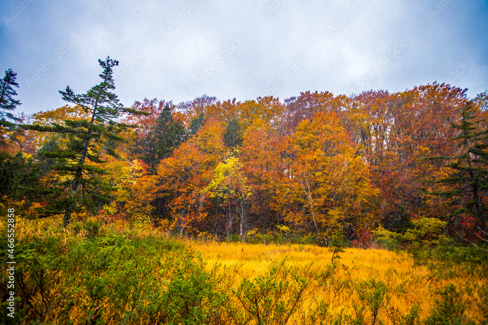 Fototapeta premium 秋田県 八幡平・大沼の紅葉