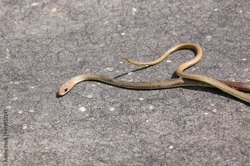 Olive Peitschenschlange / Olive grass snake or Olive whipe snake / Psammophis mossambicus