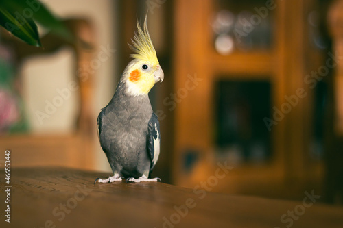 A yellow and gray cockatiel inside a family home