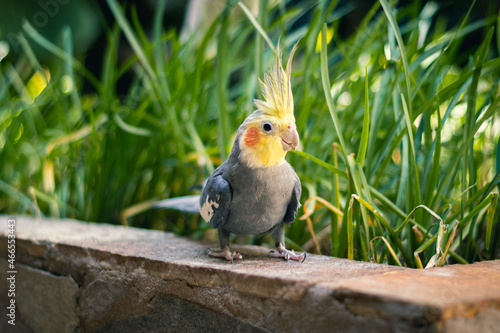 A yellow and gray cockatiel inside a family home