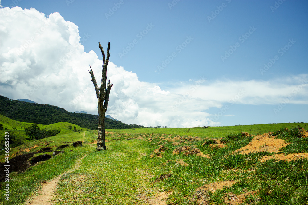 Lonely dry tree with blue sky, mountains and grass ground background