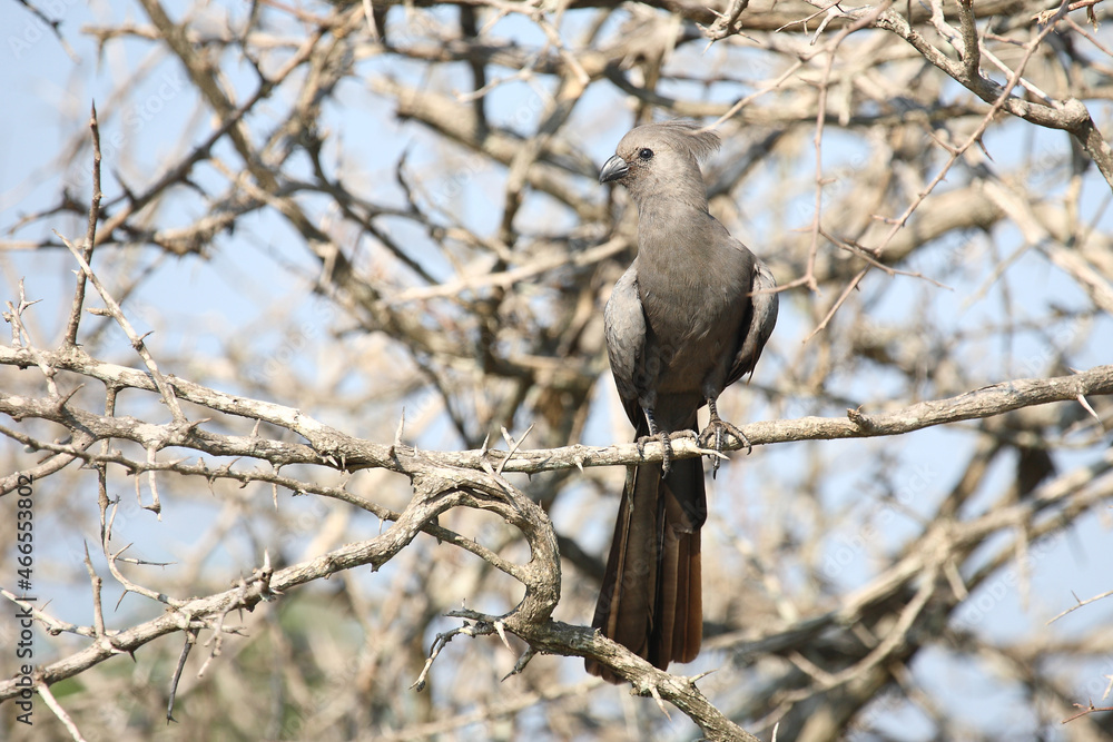 Graulärmvogel / Grey lourie or Grey go-away-bird / Corythaixoides concolor Graulärmvogel / Grey lourie or Grey go-away-bird / Corythaixoides concolor