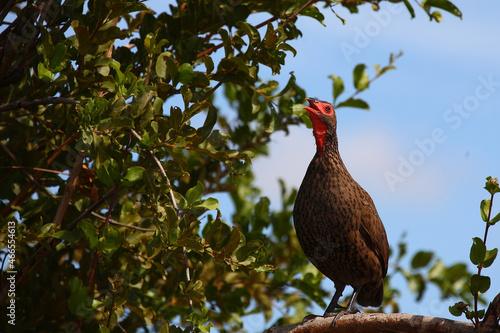 Swainsonfrankolin / Swainson's francolin or Swainson's spurfowl / Francolinus swainsonii. photo