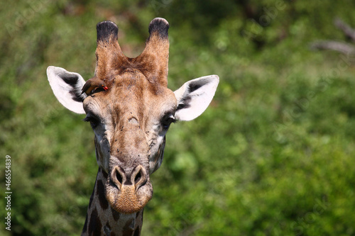 Giraffe / Giraffe / Giraffa Camelopardalis. © Ludwig