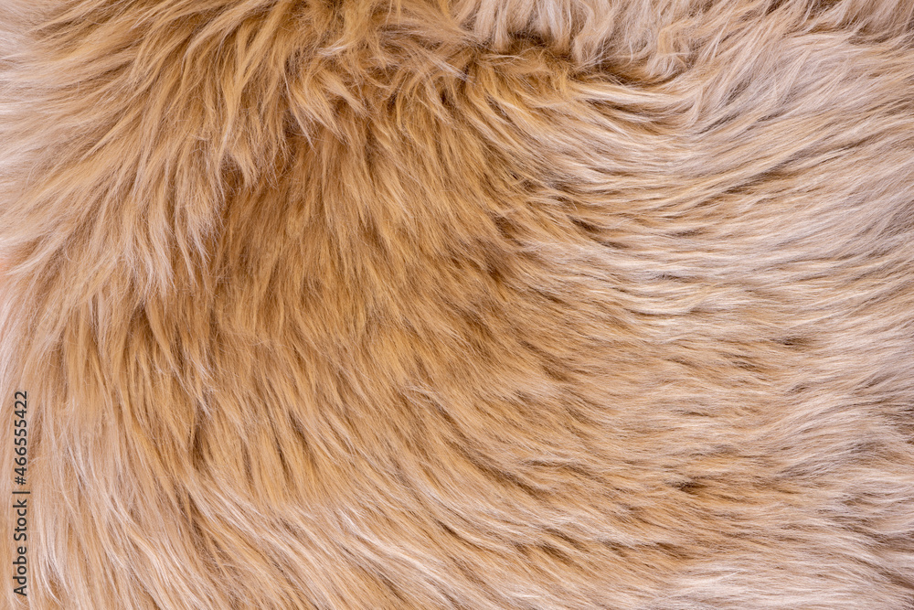 Free Photo  Brown fur close up detail