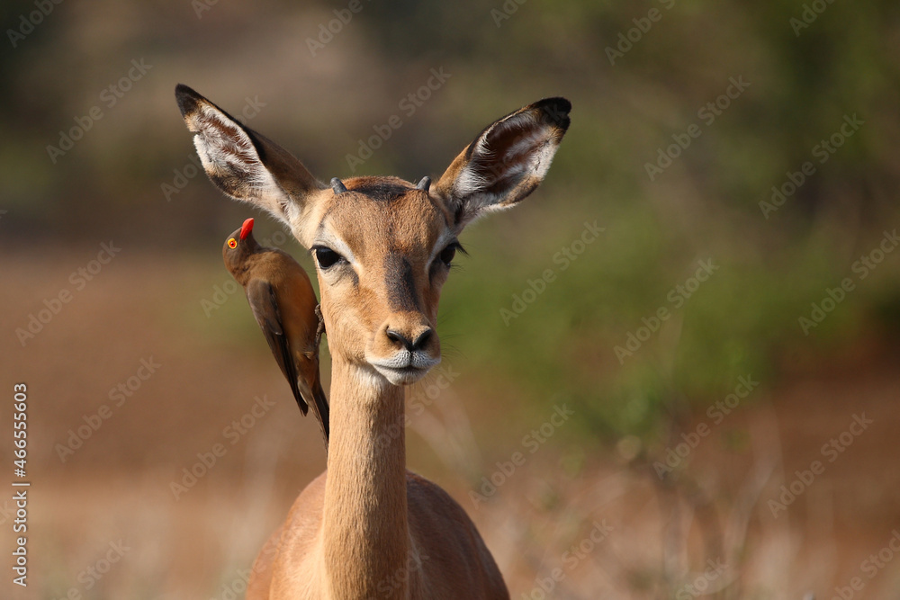 Schwarzfersenantilope und Rotschnabel-Madenhacker / Impala and Red-billed oxpecker / Aepyceros melampus et Buphagus erythrorhynchus. Schwarzfersenantilope und Rotschnabel-Madenhacker / Impala and Red-billed oxpecker / Aepyceros melampus et Buphagus erythrorhynchus.
