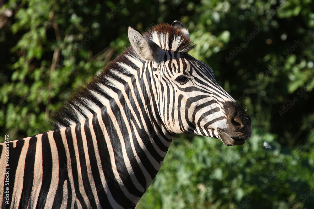 Steppenzebra / Burchell's zebra / Equus burchellii Steppenzebra / Burchell's zebra / Equus burchellii