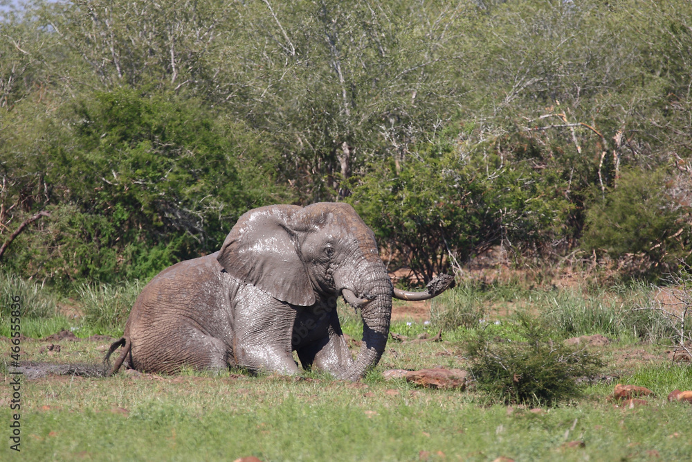 Fototapeta premium Afrikanischer Elefant / African elephant / Loxodonta africana