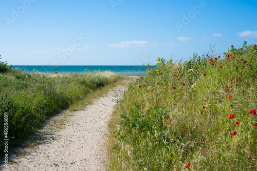 Fototapeta Naklejka Na Ścianę i Meble -  Beautiful beach access on the Baltic Sea in northern Germany Mecklenburg, blue sea, flower meadow, gravel path