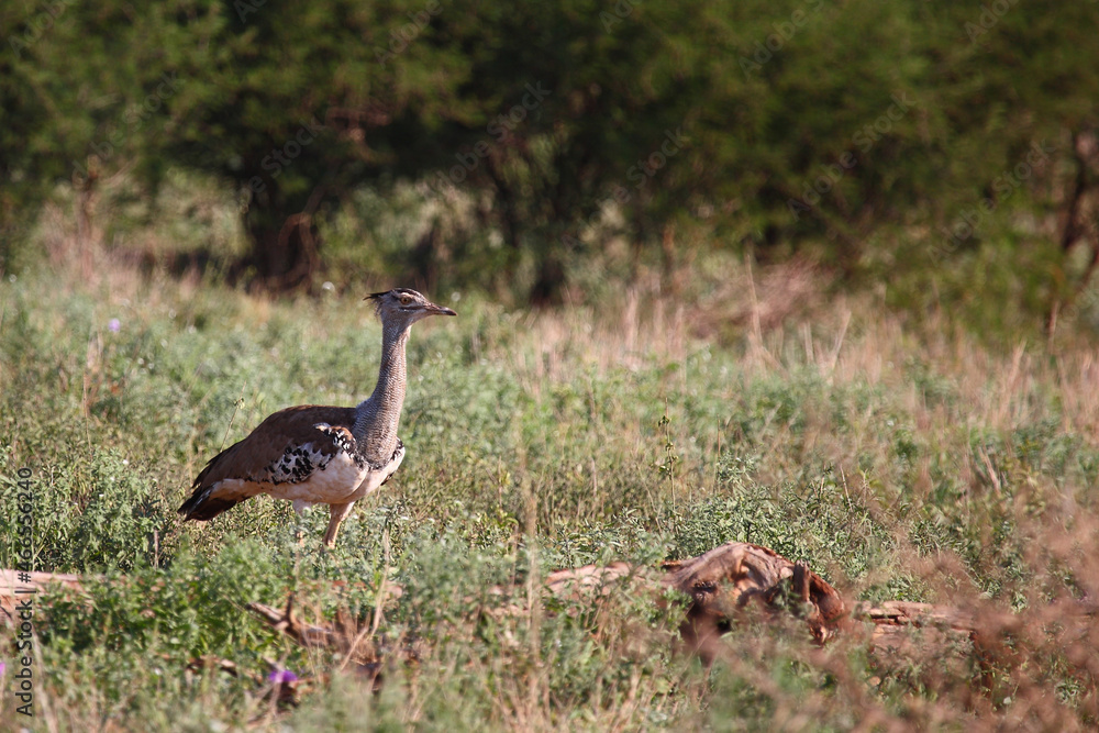 Riesentrappe / Kori bustard / Andreotis kori. Riesentrappe / Kori bustard / Andreotis kori.