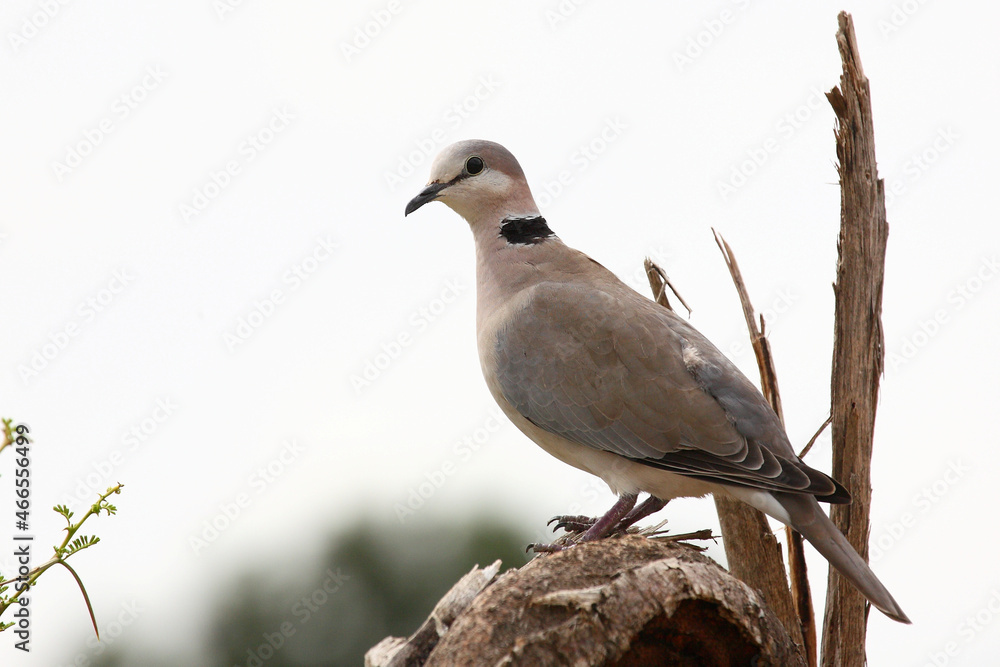 Kapturteltaube / Cape turtle dove / Streptopelia capicola Kapturteltaube / Cape turtle dove / Streptopelia capicola