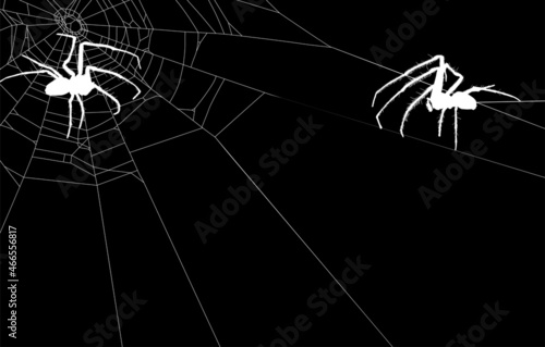 white two isolated old spiders in web illustration