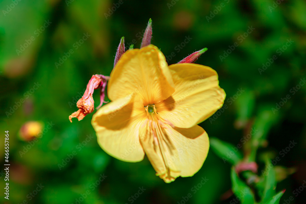 Fototapeta premium Yellow flowers Oenothera Erythrocephala . Flowers blooming in the moonlight