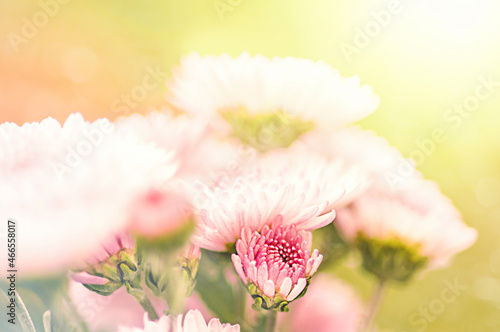 Bright pink chrysanthemum branch in sunny weather on a blurred background © Людмила Гаврилюк