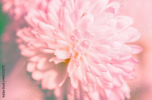 Beauty gentle pink chrysanthemums  looking down  beauty in nature