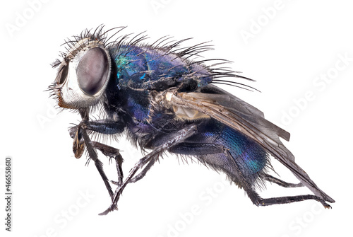 dark blue fly isolated on white