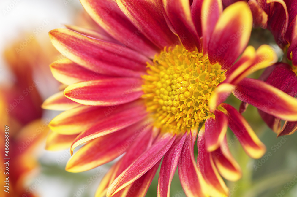 Two-tone yellow-pink chrysanthemum, macro photo, side view Two-tone yellow-pink chrysanthemum, macro photo, side view