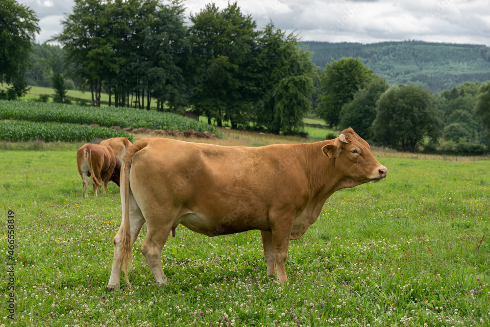 Brown cow with a green nature background at the Belgian countryside, Ardennes region Brown cow with a green nature background at the Belgian countryside, Ardennes region