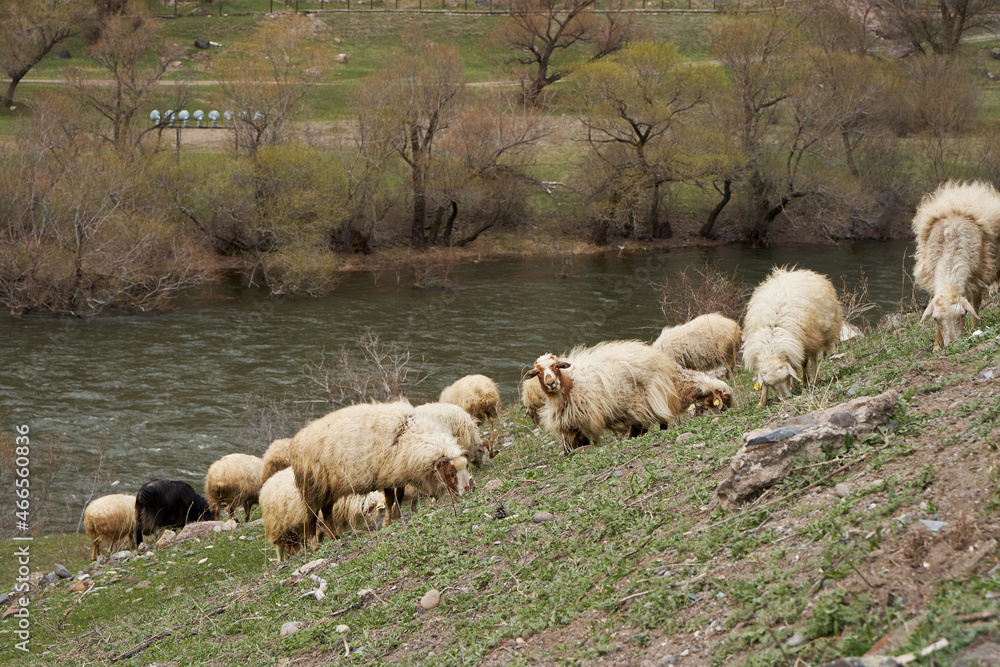 Fototapeta premium A flock of sheep grazes in a meadow in the mountains