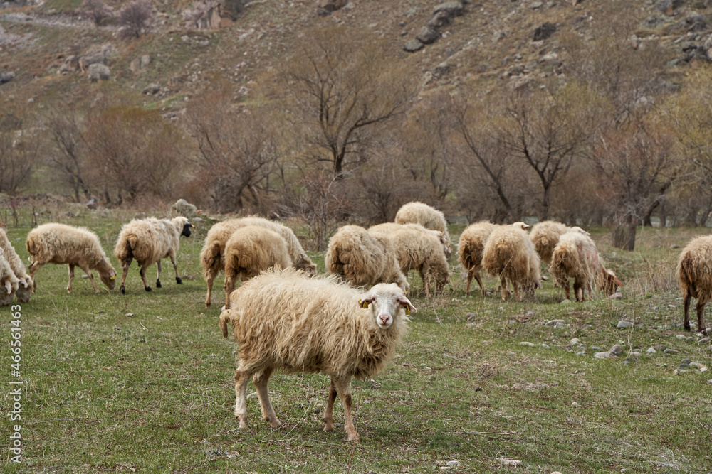 A flock of sheep grazes in a meadow in the mountains A flock of sheep grazes in a meadow in the mountains