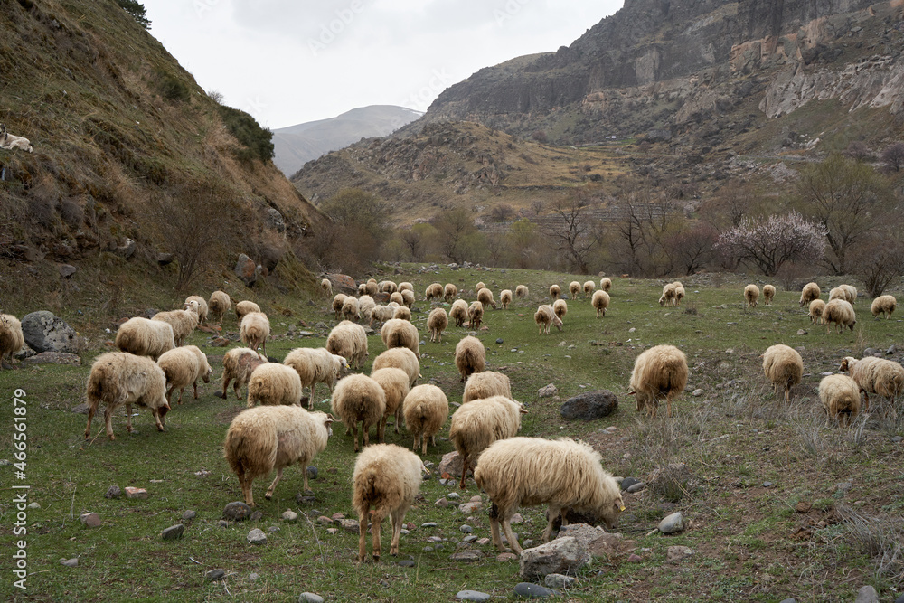 Fototapeta premium A flock of sheep grazes in a meadow in the mountains