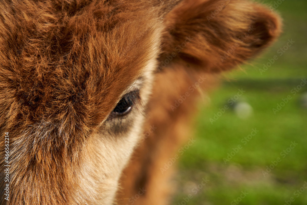 Fototapeta premium Close-up of a porter of a shaggy cow