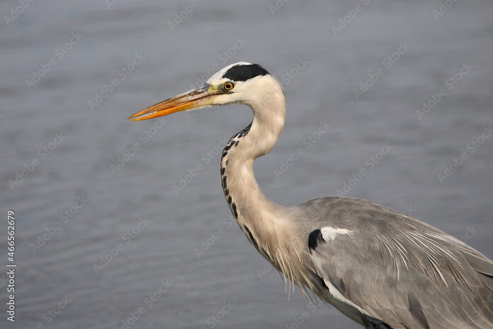 Afrikanischer Graureiher / Grey heron / Ardea cinerea Afrikanischer Graureiher / Grey heron / Ardea cinerea