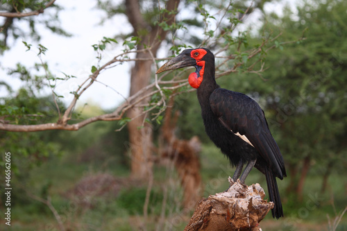 Kaffernhornrabe / Southern ground hornbill / Bucorvus leadbeateri