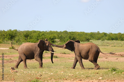 Afrikanischer Elefant / African elephant / Loxodonta africana.