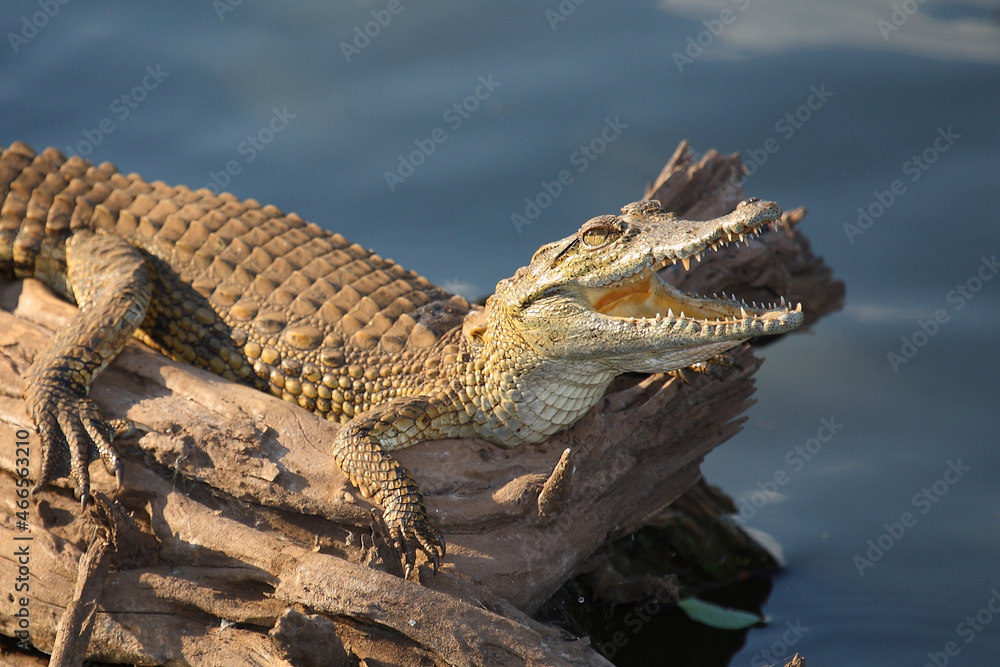 Fototapeta premium Nilkrokodil / Nile crocodile / Crocodylus niloticus..