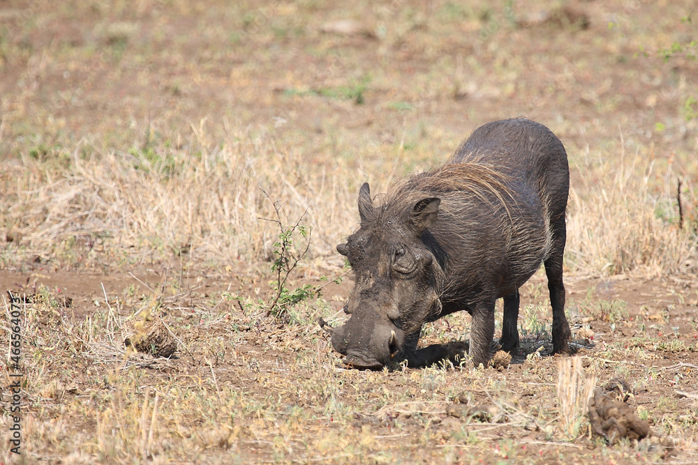 Warzenschwein / Warthog / Phacochoerus africanus Warzenschwein / Warthog / Phacochoerus africanus