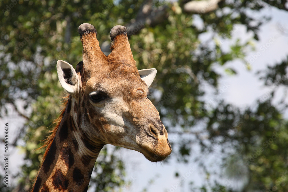 Fototapeta premium Giraffe / Giraffe / Giraffa camelopardalis