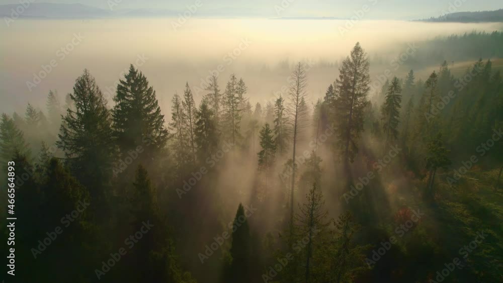 foggy sunny forest with sunbeams, pine forest on misty morning, magic natural background of sun rays in the woods foggy sunny forest with sunbeams, pine forest on misty morning, magic natural background of sun rays in the woods